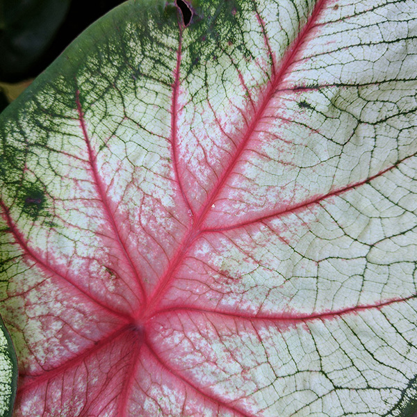 Lines on a tropical leaf.